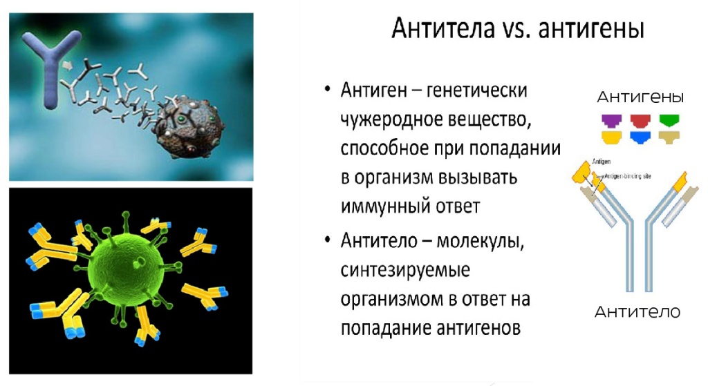 антитело.jpg